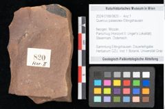 Foto (Objekt + Etikett) von Quercus palaeoilex Ettingshausen (NHMW-GEO-2024-0188-0820)